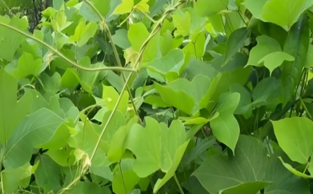 深山葛根致少年：深根細作必光芒