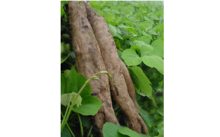 吃了這么多年的野生葛根粉，你吃對(duì)了嗎？