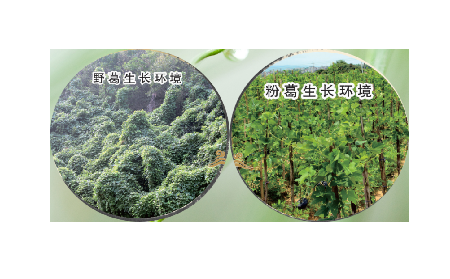 高學歷養(yǎng)生黨親測：這款雙有機野生葛根粉，憑什么成日常優(yōu)選？?