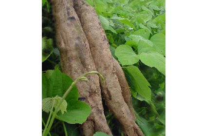 長(zhǎng)期吃葛粉是養(yǎng)生還是傷身？科學(xué)解讀它的三大益處，讓你吃得更明白！