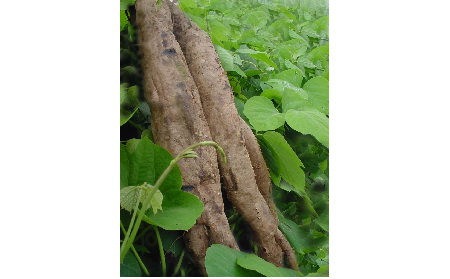 正宗的野生葛根粉，本質(zhì)是淀粉嗎？探秘千年本草中的自然饋贈