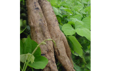 葛粉是什么？解鎖這份藏著千年文化與養(yǎng)生智慧的天然食材