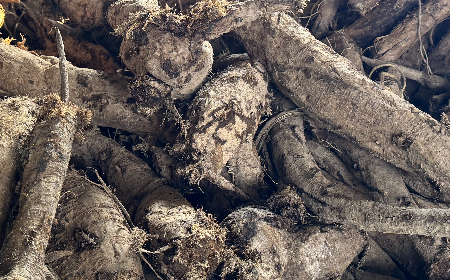 二月風(fēng)有機(jī)野生葛根粉：?jiǎn)拘褨|方食材的時(shí)令智慧