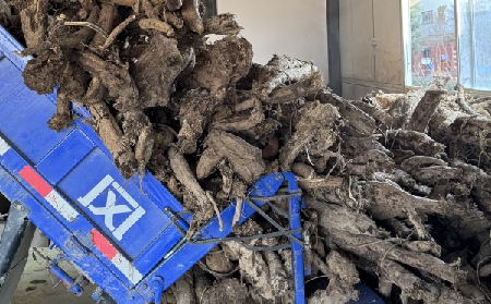 霜降采葛正當(dāng)時(shí)！二月風(fēng)大量收購(gòu)霜降葛根，以匠心護(hù)品質(zhì)、以產(chǎn)業(yè)助增收